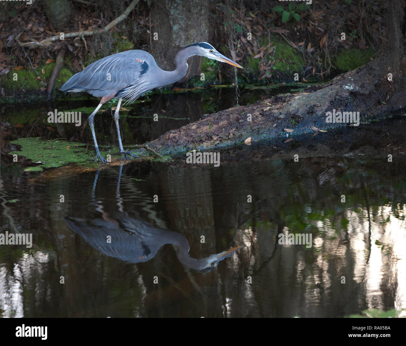 A great blue heron (Ardea herodias) stalking prey in a Florida wetland. Stock Photo