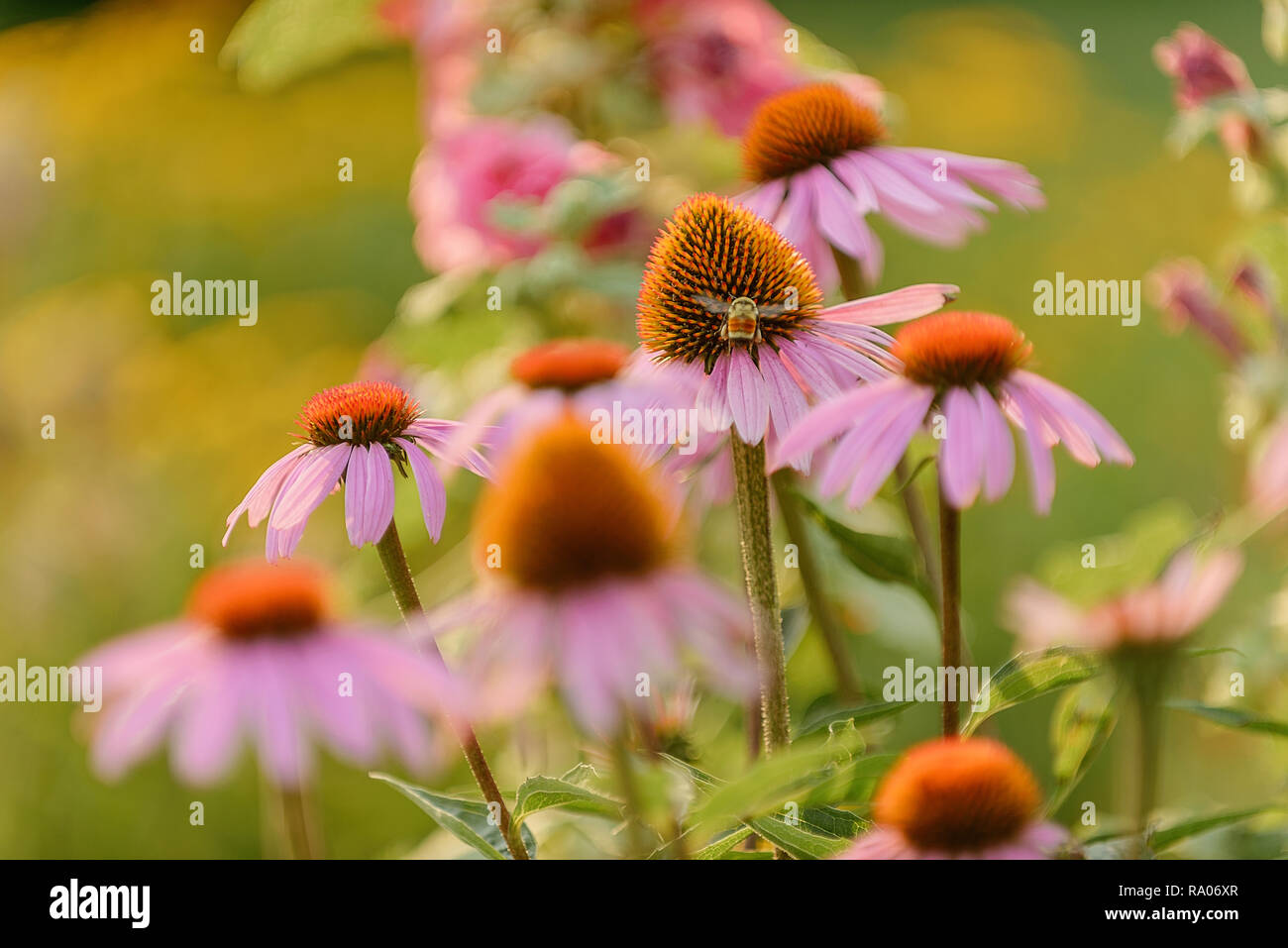 Echinacea purpurea in Garden Stock Photo - Alamy