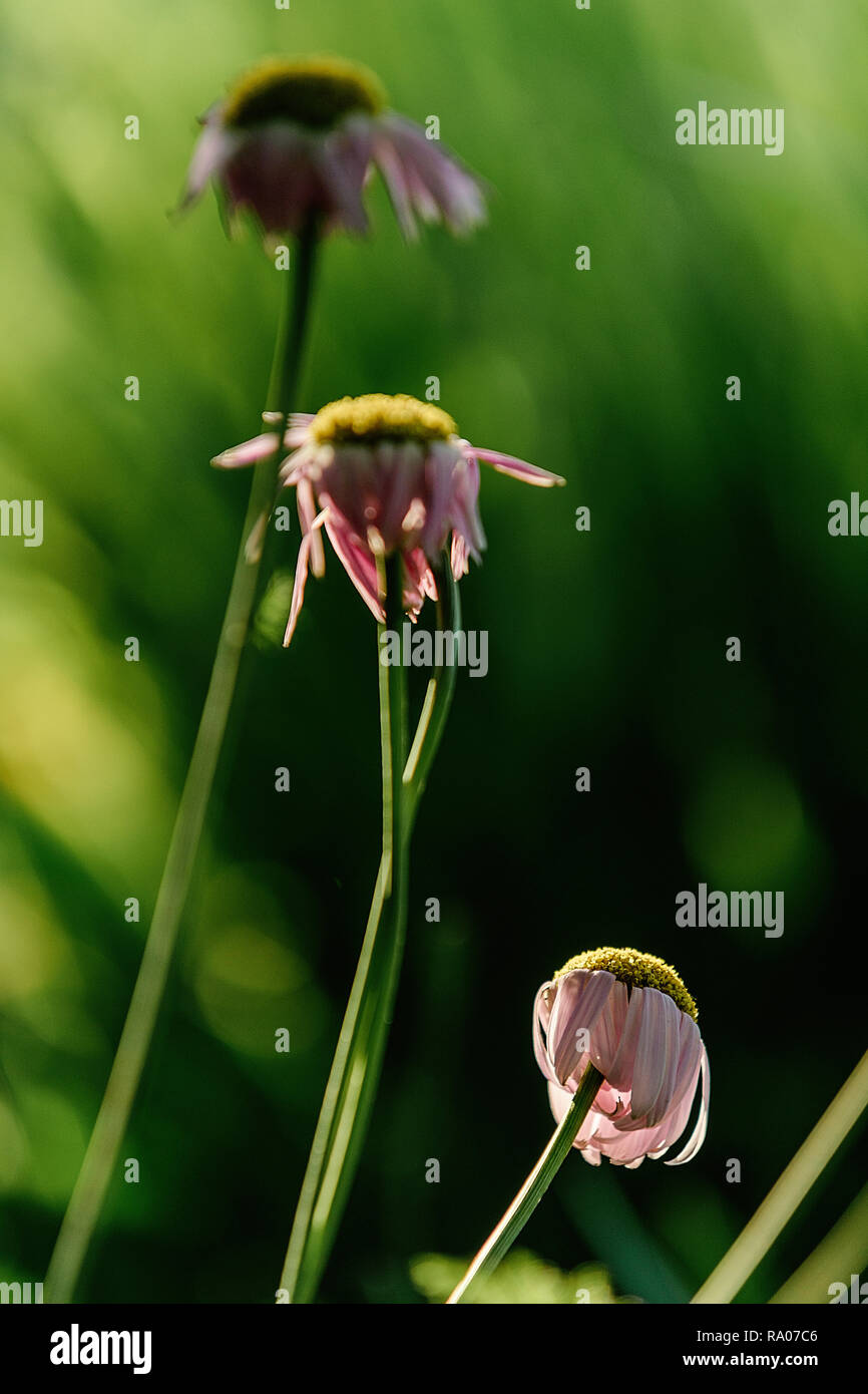 Pink Daisy in Garden Stock Photo Alamy