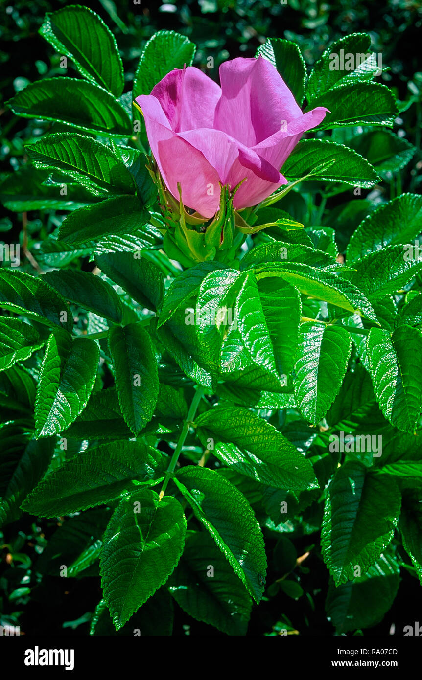 Rosa rugosa cv. Scabrosa; Rosaceae; bushy shrub; Rugosa hybrid, bright pink simple flower. Stock Photo