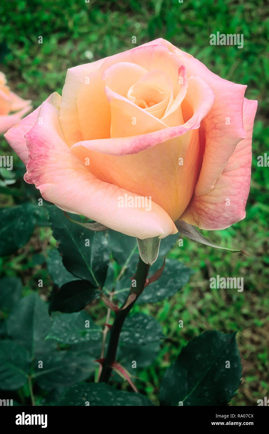 President herbert hoover rose hires stock photography and images Alamy