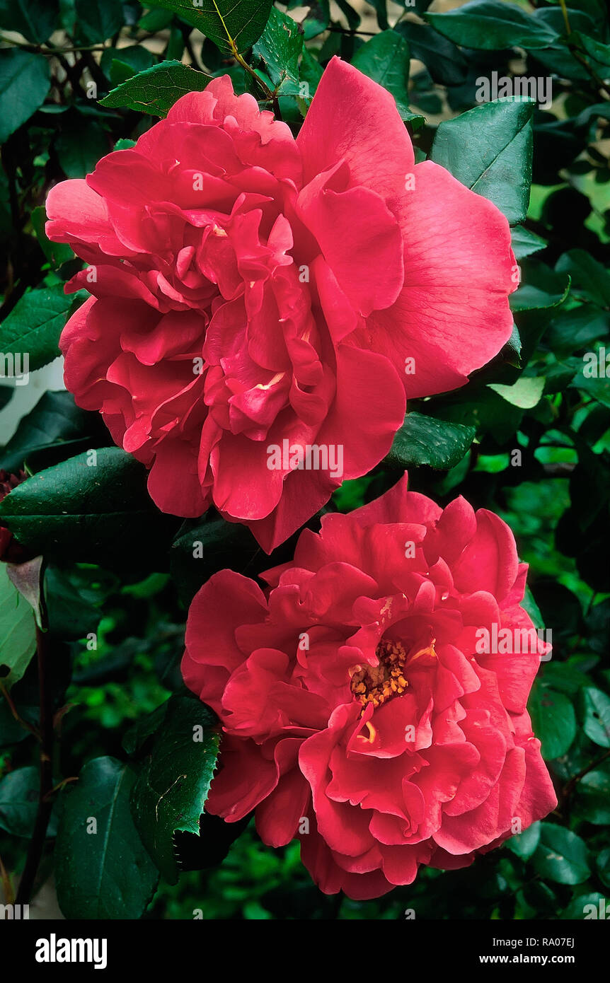 Rosa scarlet knight hi-res stock photography and images - Alamy