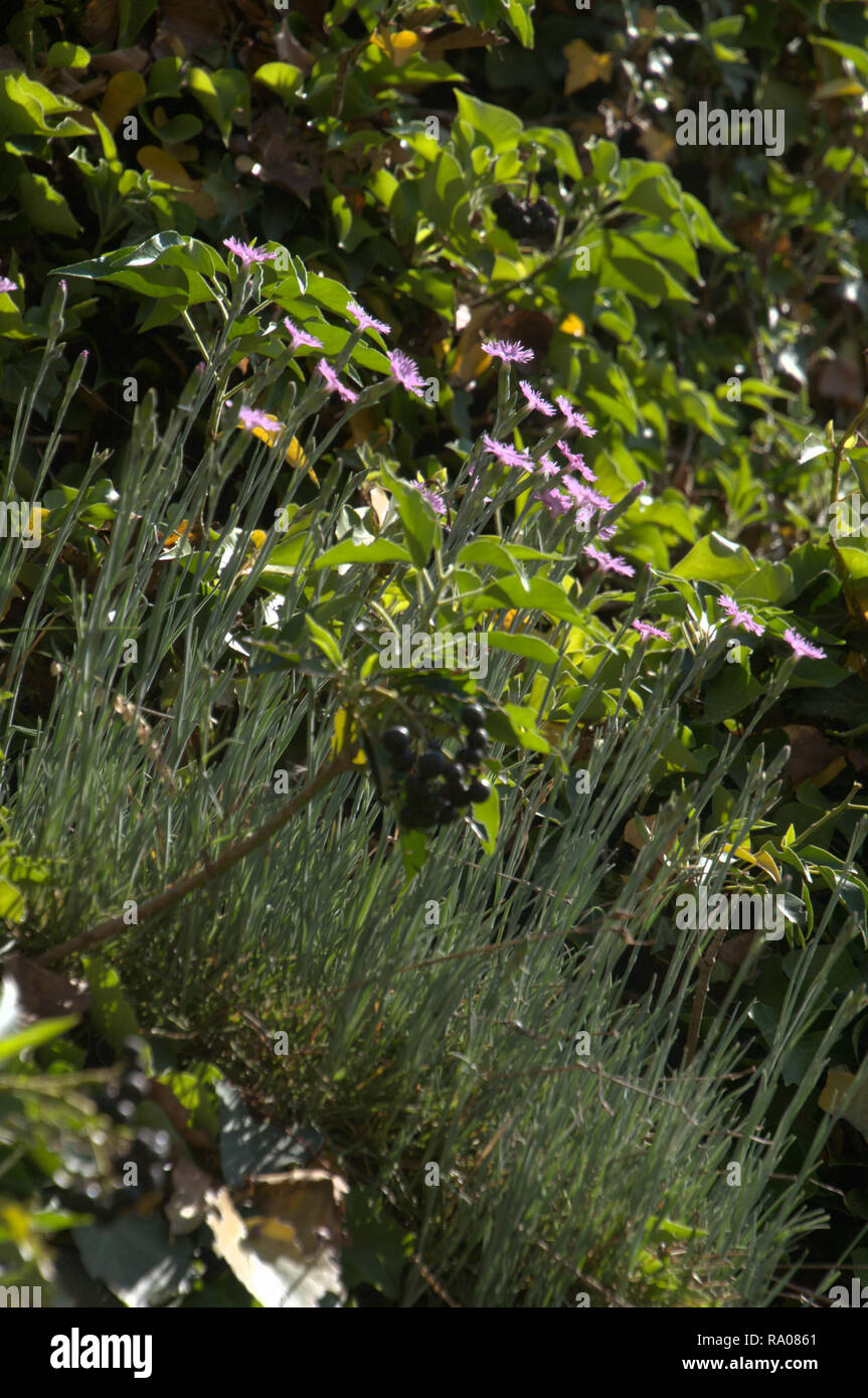 Dianthus alpinus; alpine pinks on garden bank, Swiss Alps Stock Photo