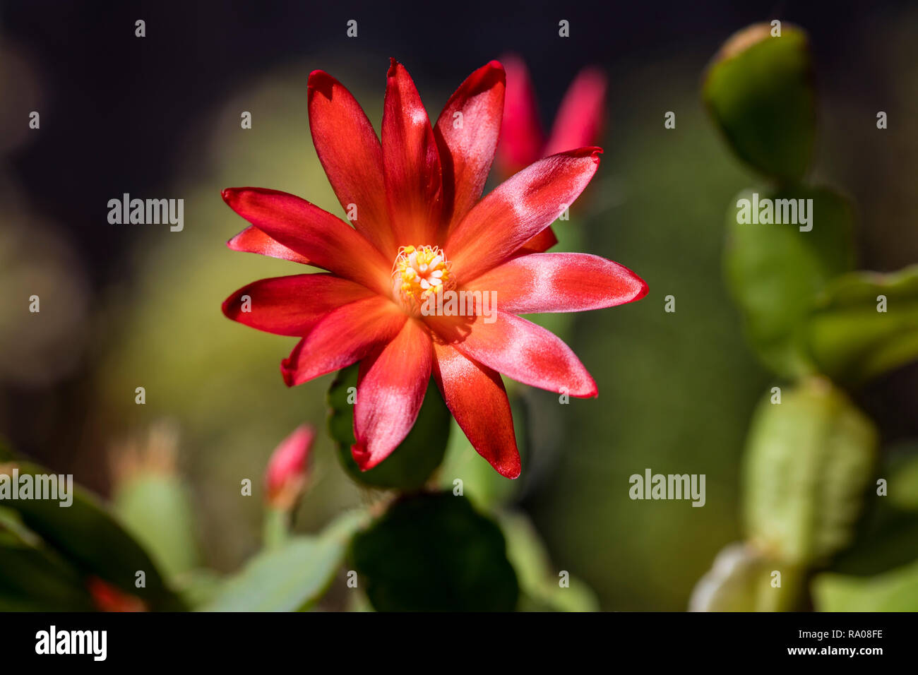 Red flower theme Stock Photo Alamy