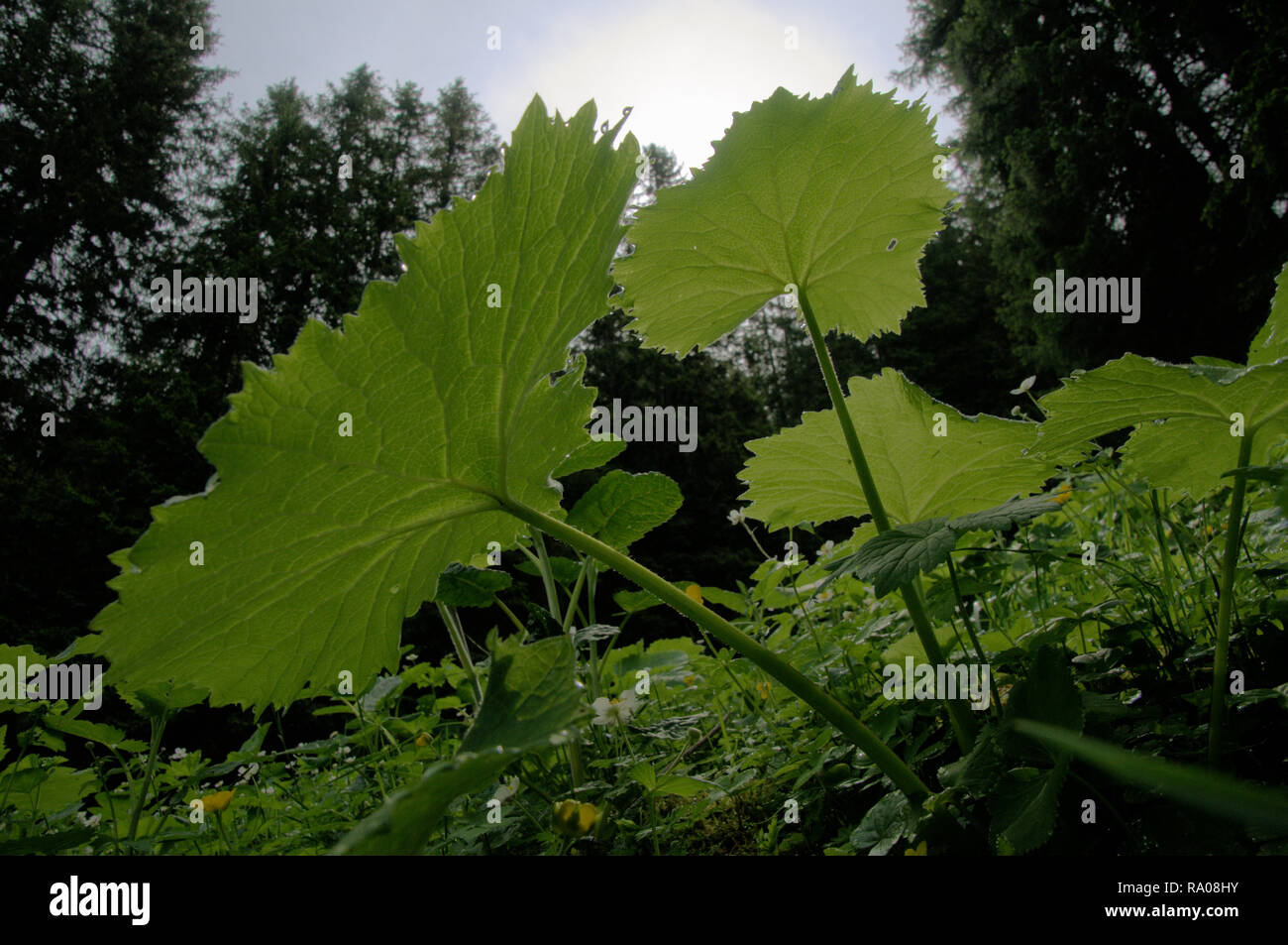 petasites-spurius-woolly-butterbur-on-flumserberg-swiss-alps-stock