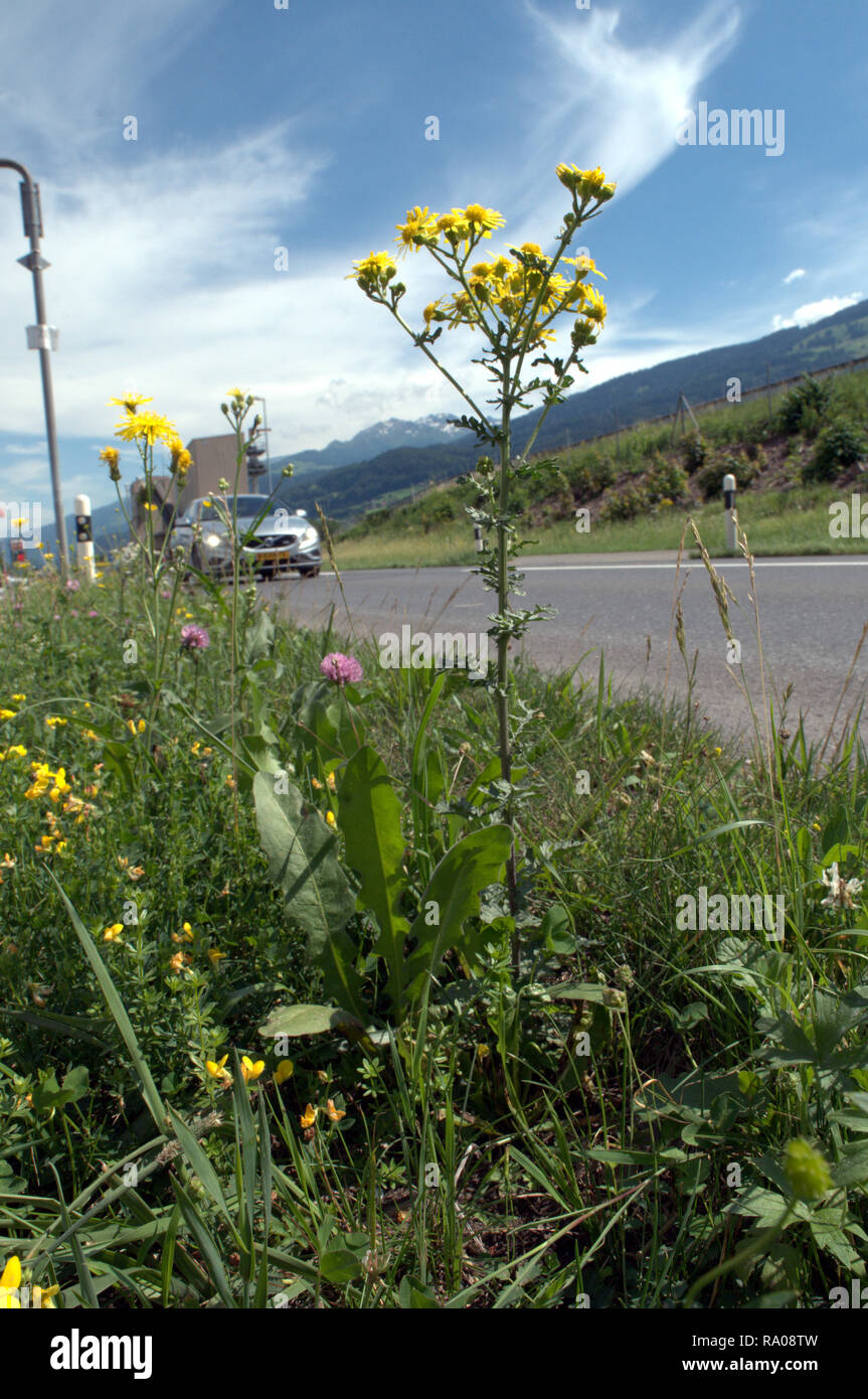 Senecio sp.; roadsde wildflower Stock Photo