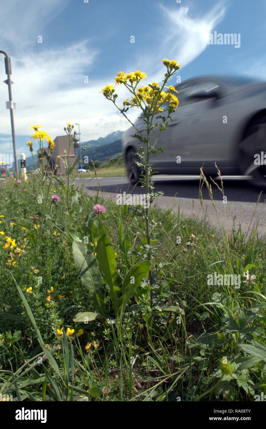 Senecio sp.; roadside wildflower Stock Photo