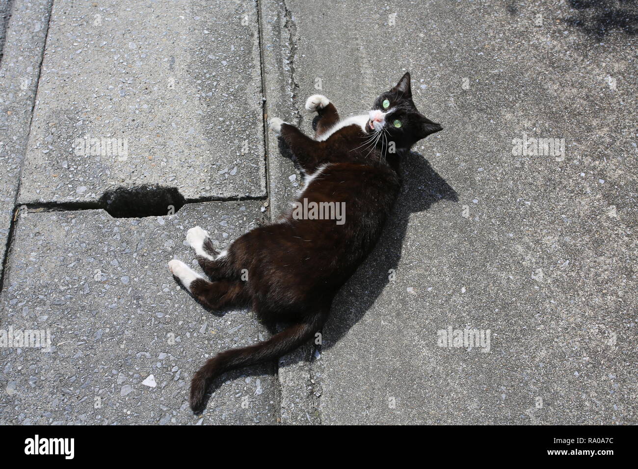 black cat in the japan street Stock Photo Alamy