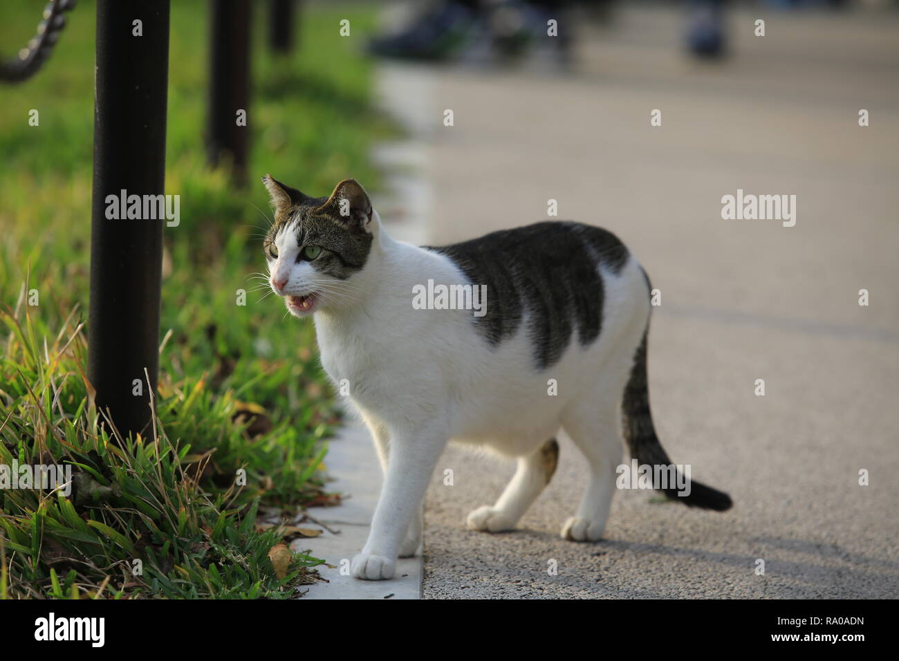 japan street cat on road Stock Photo