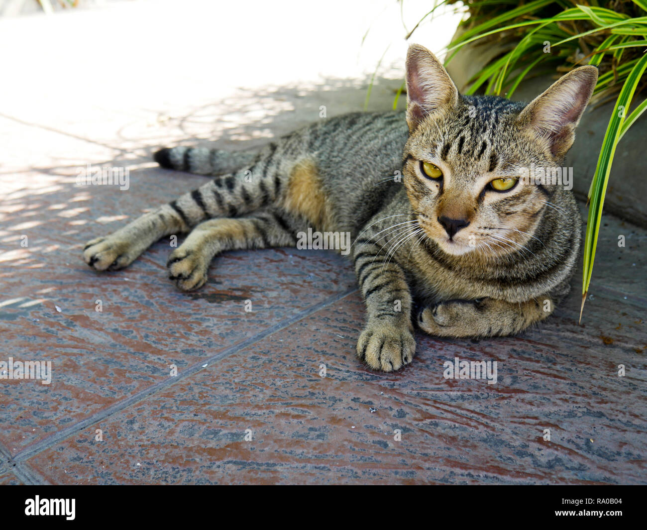 The cat is lying on a concrete floor outside the house Stock Photo - Alamy