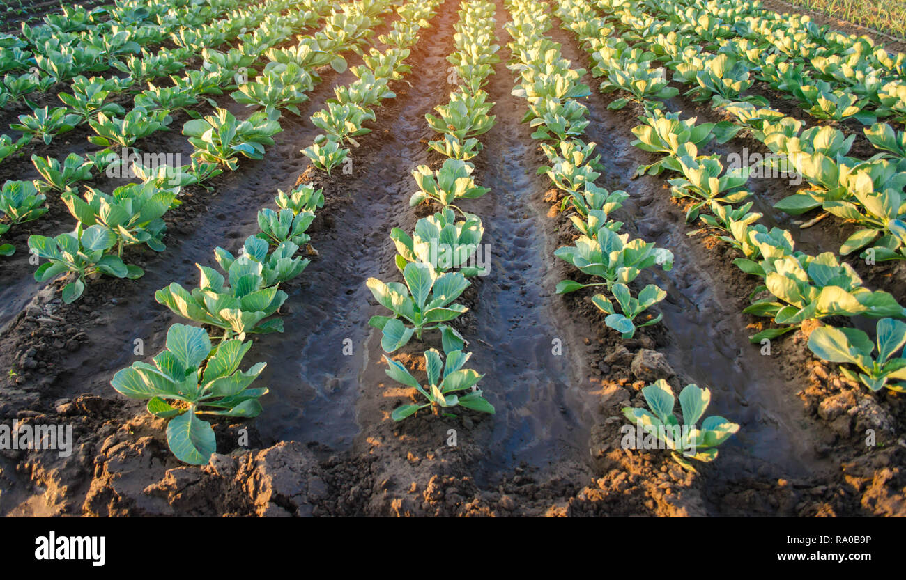 cabbage plantations grow in the field. vegetable rows. farming ...