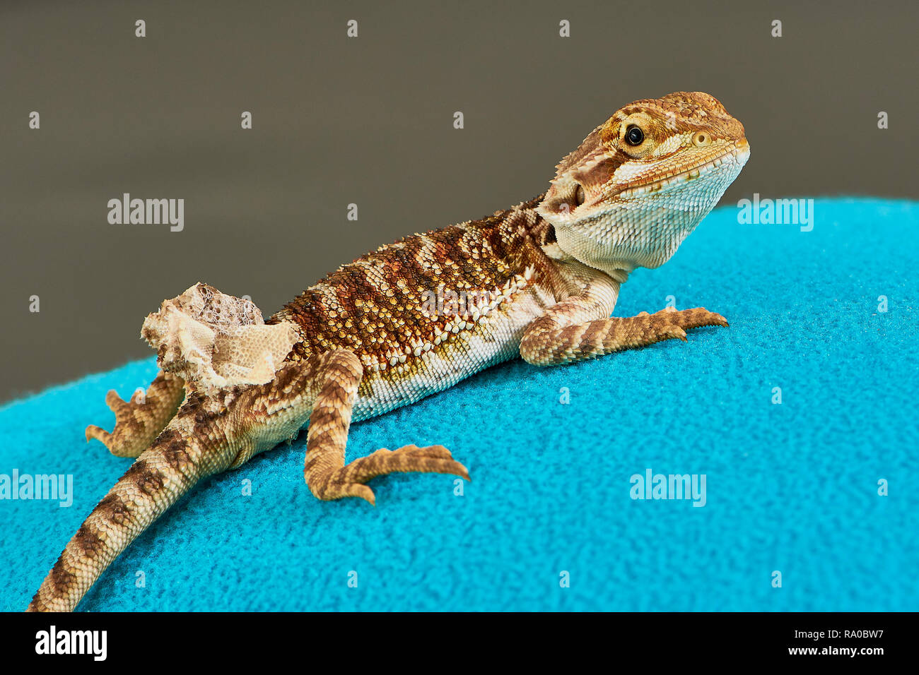 blue baby bearded dragons