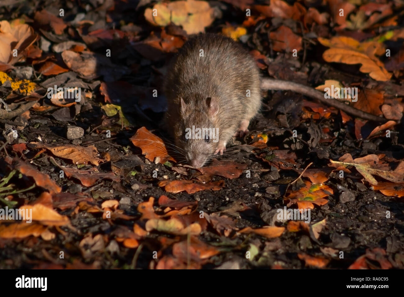 Wild Brown Rat scavenging among the fallen autumn leaves on the woodland floor Stock Photo