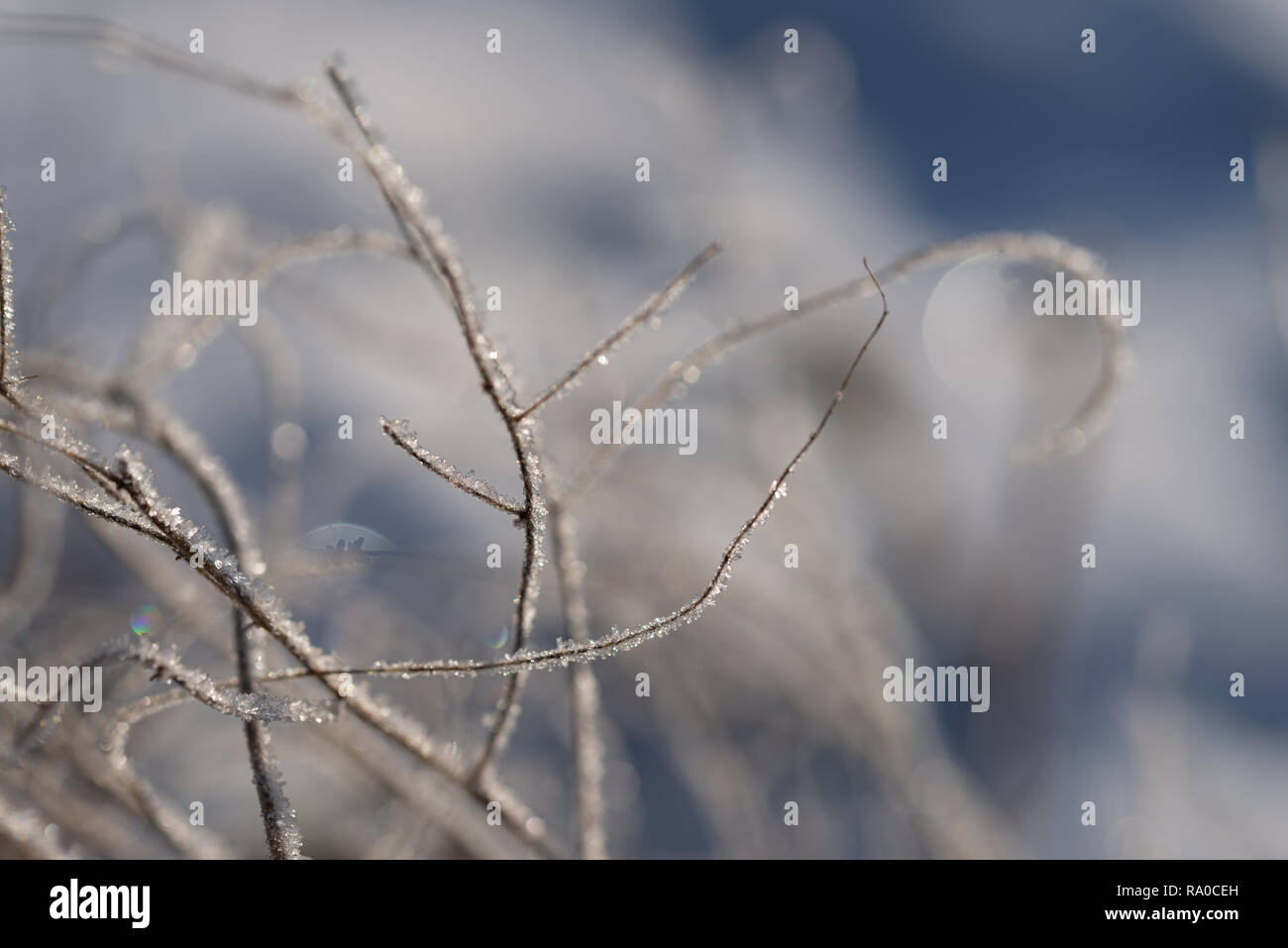 Frosty herbs hires stock photography and images Alamy