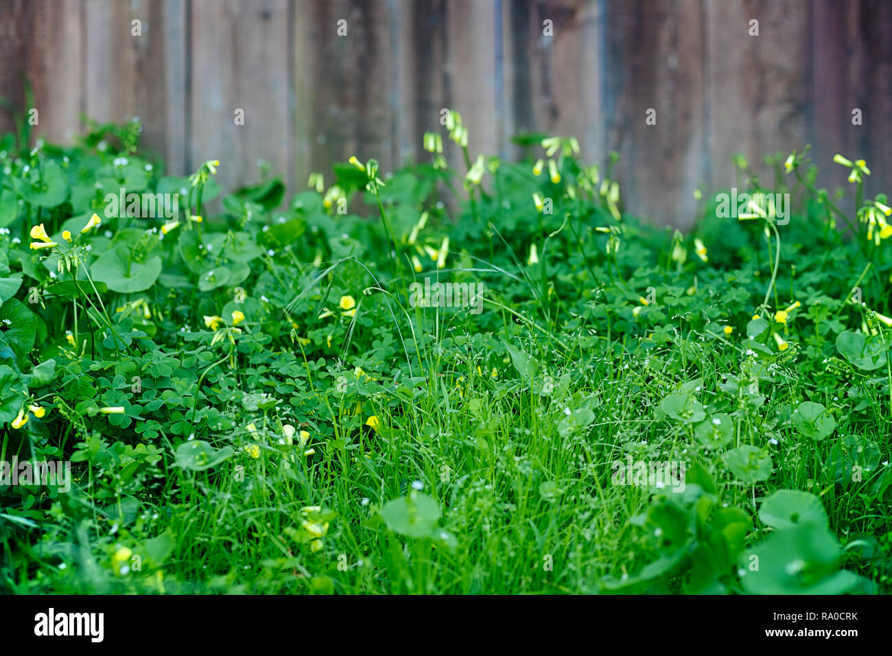 Plants growing fence hi-res stock photography and images - Alamy