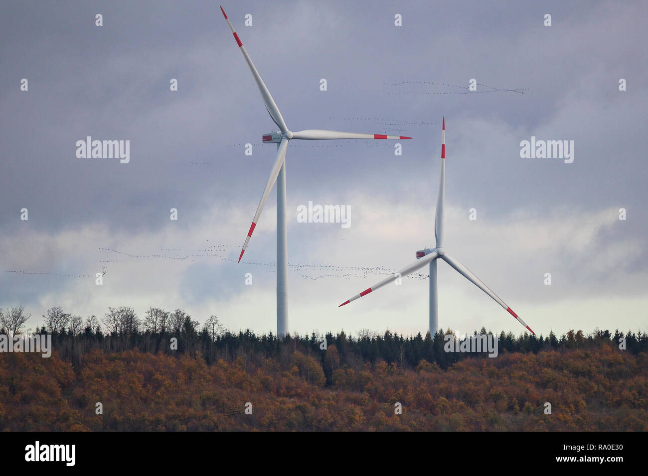 Common crane (Grus grus) big flock flying over wind turbine, Hesse, Germany Stock Photo