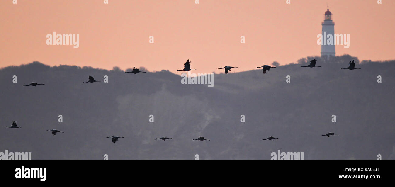 Common Cranes (Grus grus) migrating and flying at lighthouse of Hiddensee Island, Baltic Sea, Mecklenburg-Western Pomerania, Germany Stock Photo