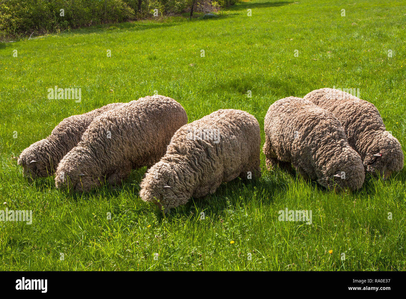 Five merino sheep grazing on spring grass Stock Photo