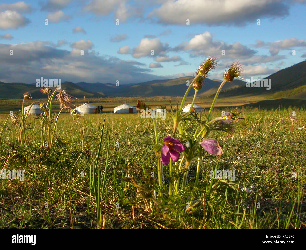 Camp of yurts in blooming Mongolian steppe with wildflowers, Tuul River Valley, Khan Khentii, Mongolia Stock Photo