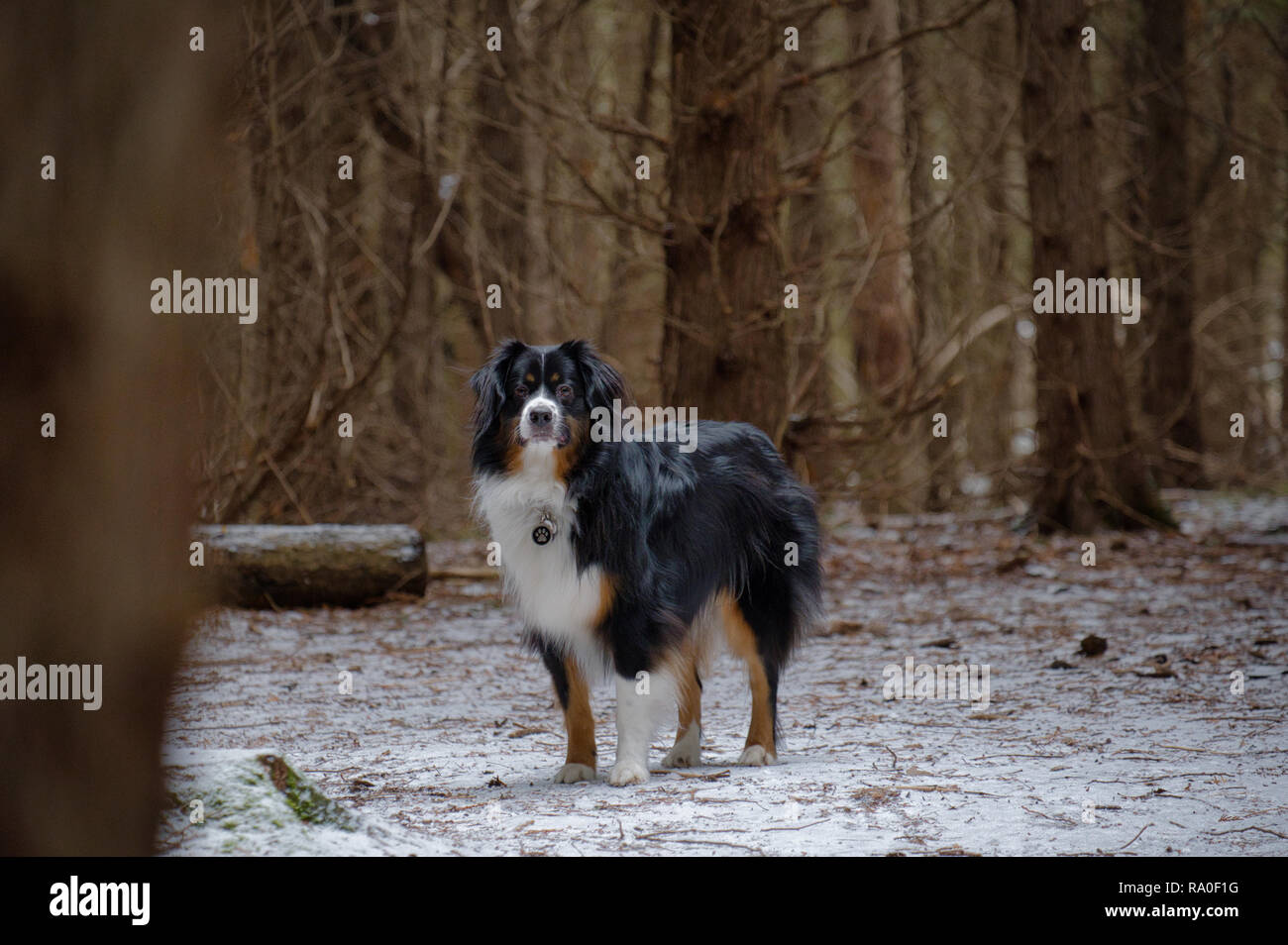 Miniature Australian Shepherd in a forest Stock Photo