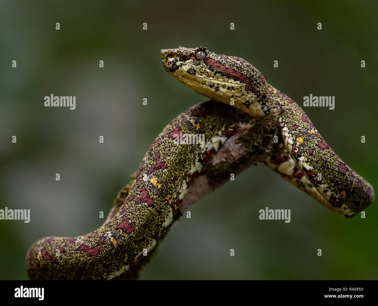 Eyelash Viper Snake on Tree Branch Stock Photo