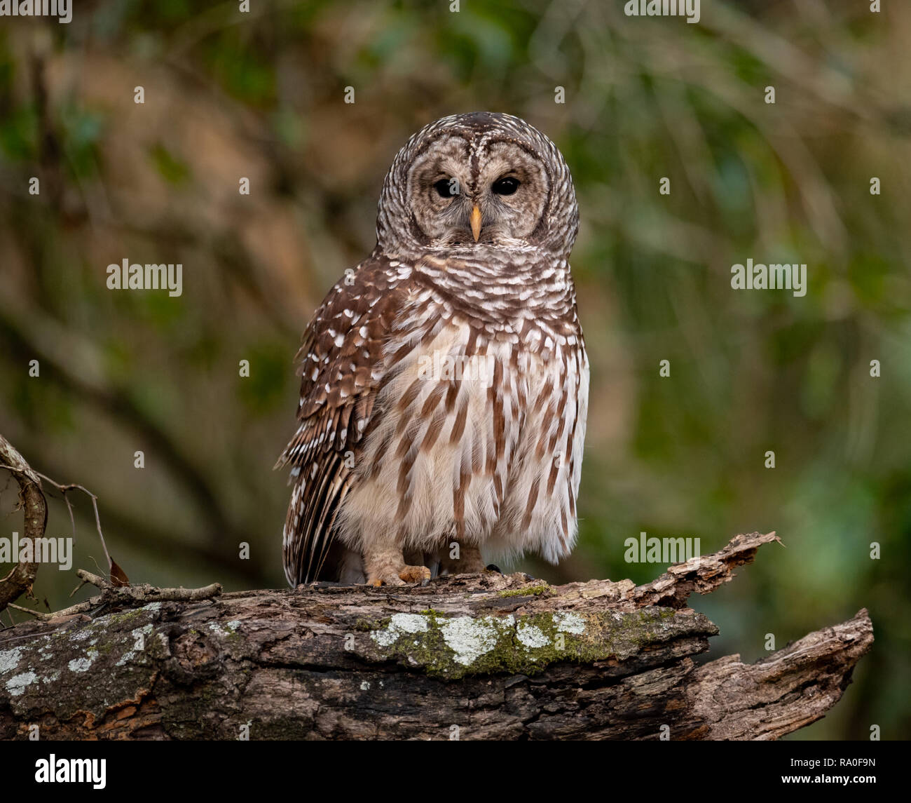Barred Owl in Florida Stock Photo Alamy
