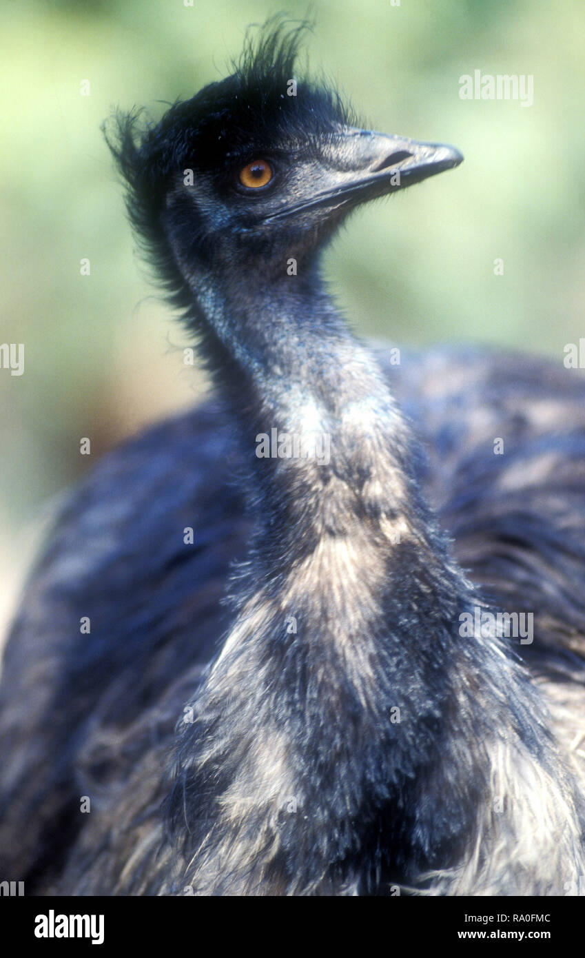 PORTRAIT OF AN EMU (DROMAIUS NOVAEHOLLANDIAE) SOUTH AUSTRALIA. Stock Photo