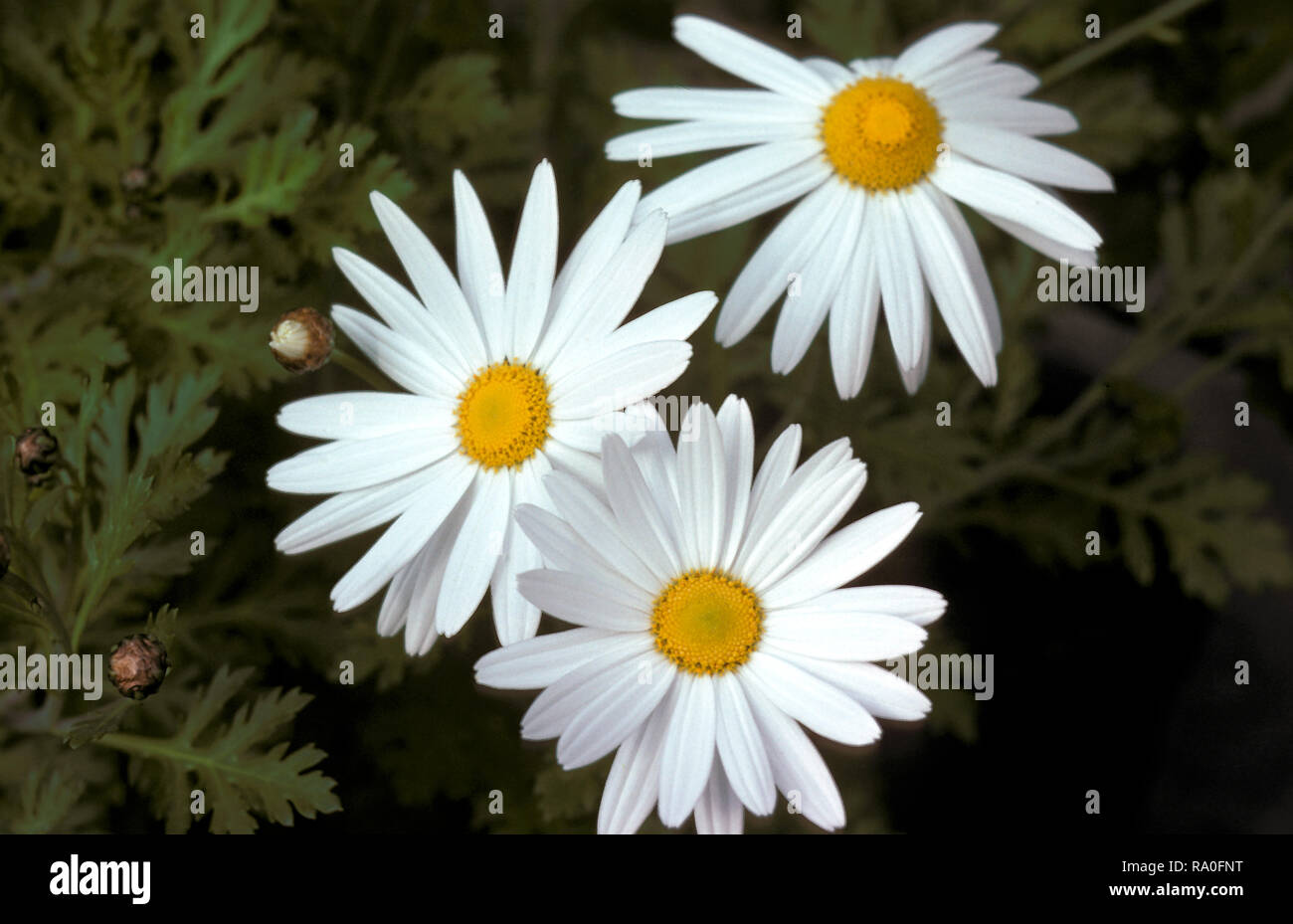 MICHAELMAS DAISIES (ALSO KNOWN AS EASTER DAISIES OR ASTERS. Stock Photo