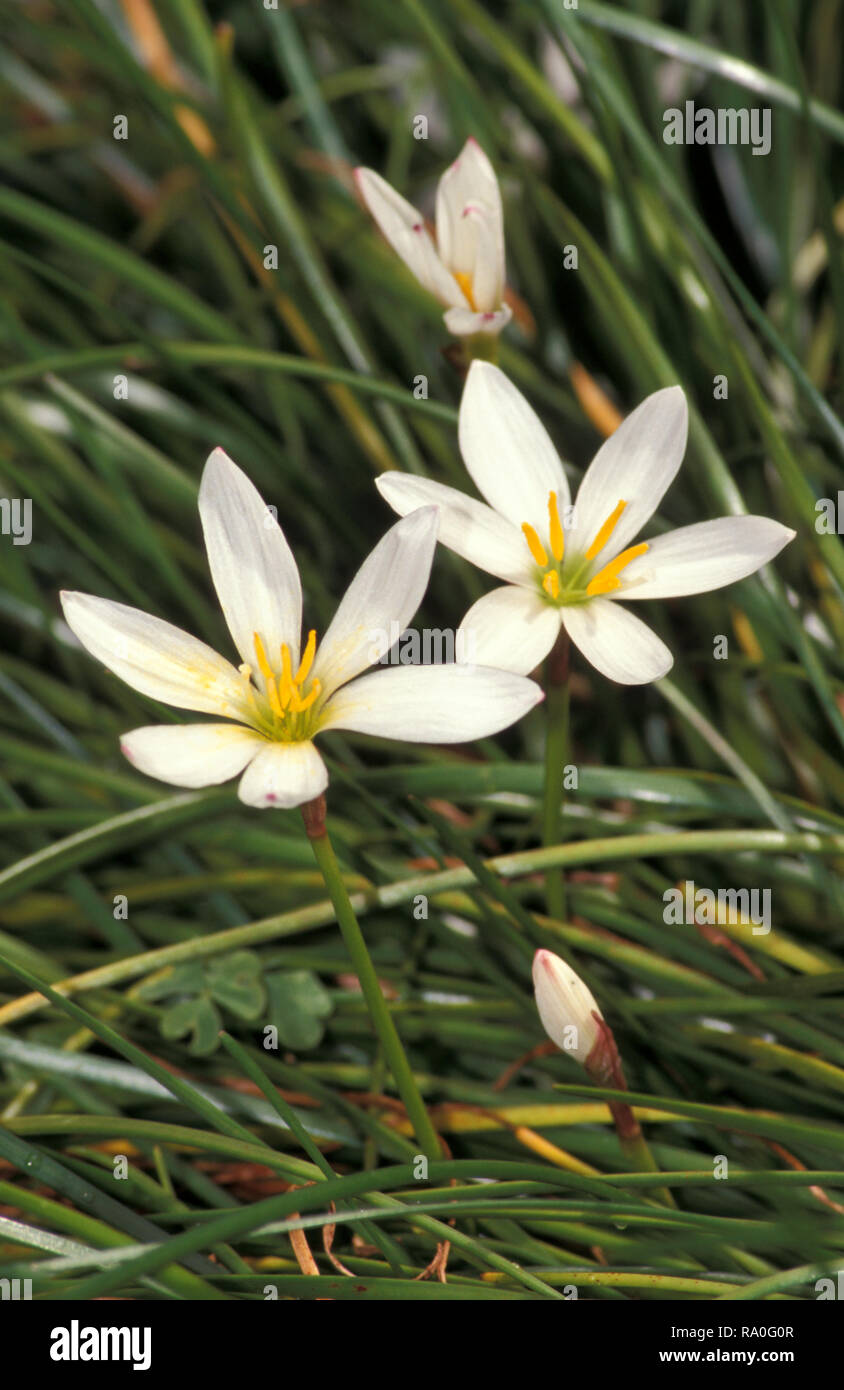 ZEPHYRANTHES CANDIDA (KNOWN AS RAIN LILY, STORM LILY, WEST WIND FLOWER OR AUTUMN CROCUS) Stock Photo