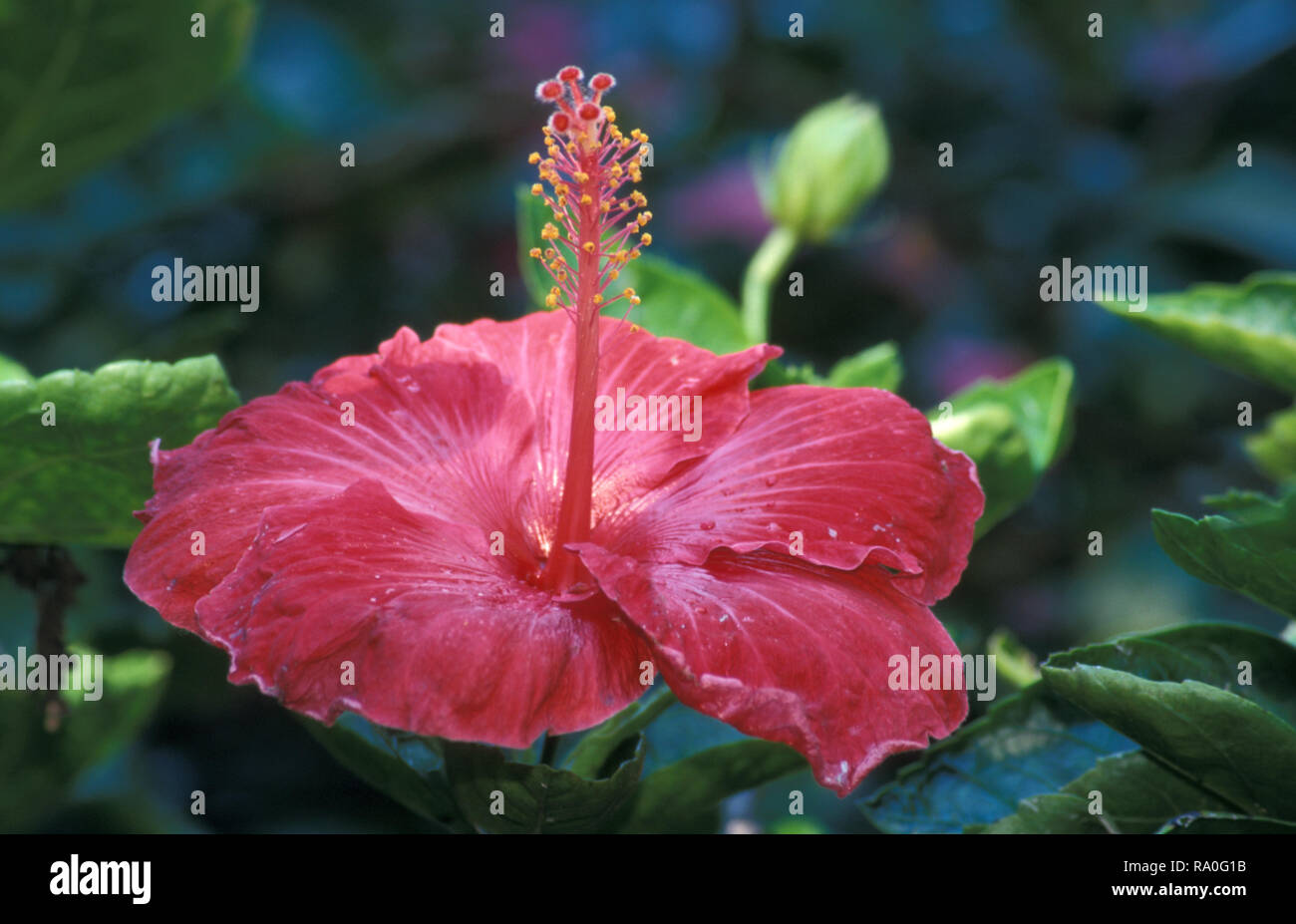 RED HIBISCUS FLOWER Stock Photo