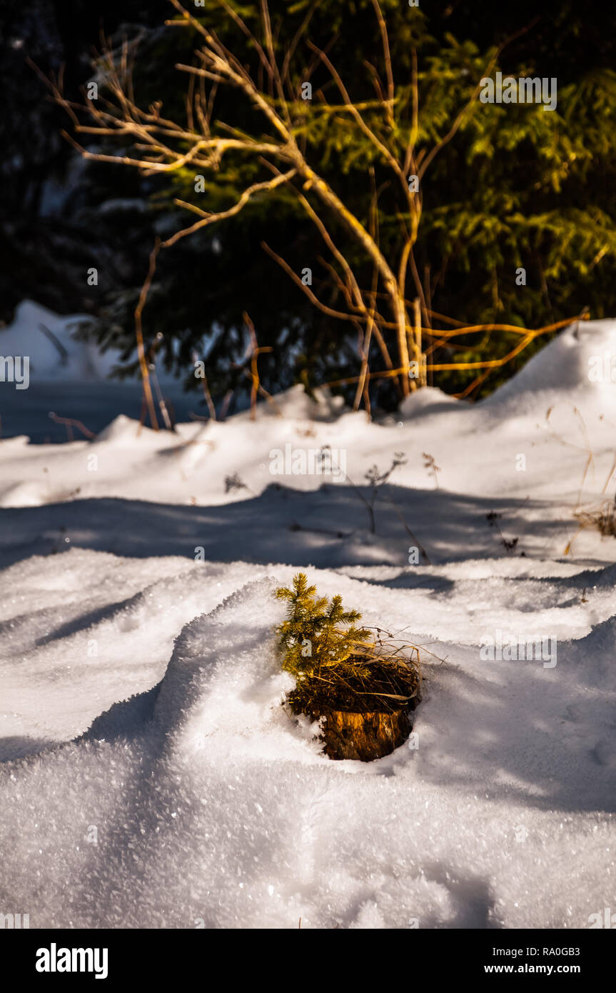Green pine branches covered by snow in the forest with a beautiful ...