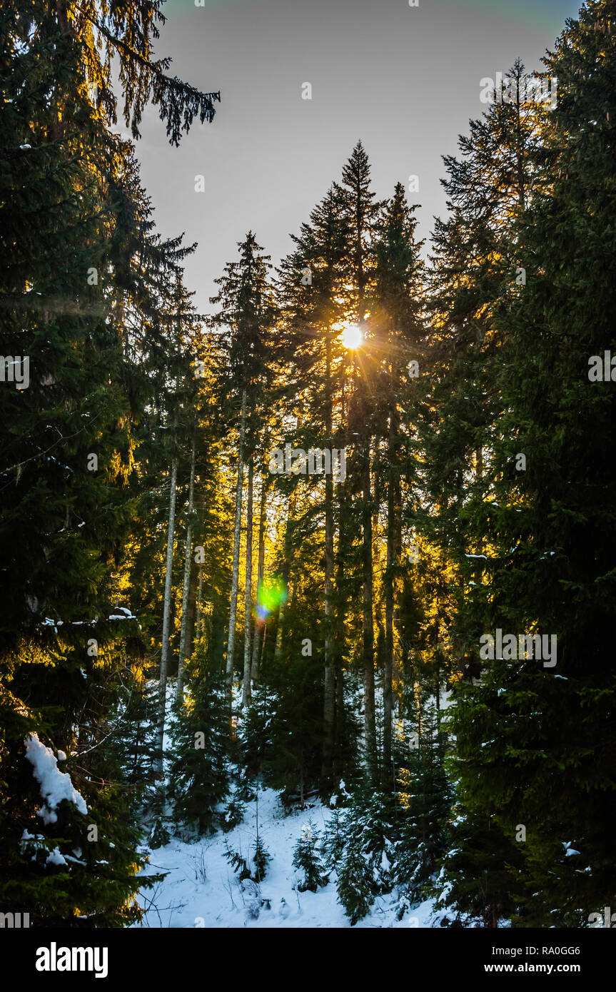 Sun rays break through the pine forest covered by snow Stock Photo - Alamy