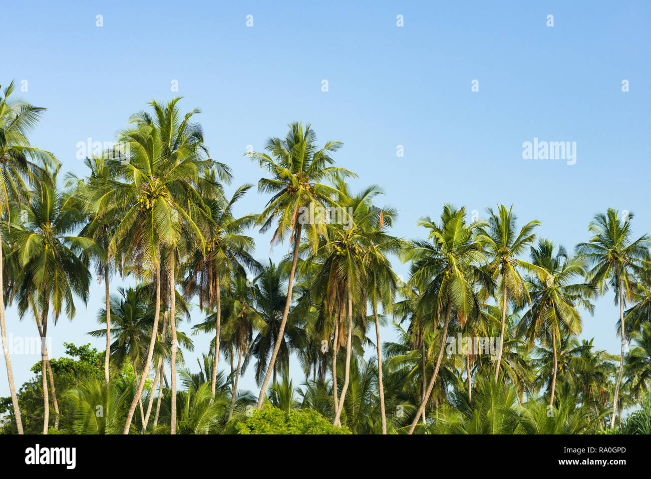Coconut palm trees ( Arecaceae or Cocos nucifera ) in early morning light against a clear blue sky Stock Photo