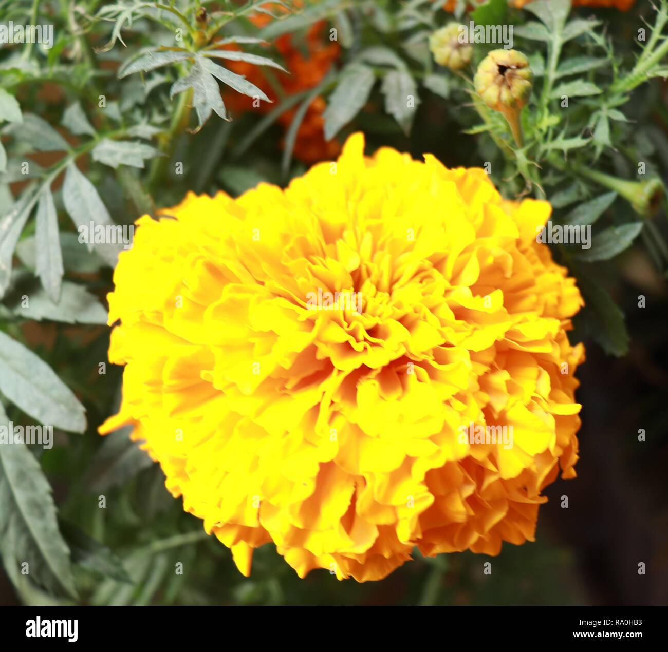 Beautiful big marigold flower hi-res stock photography and images - Alamy