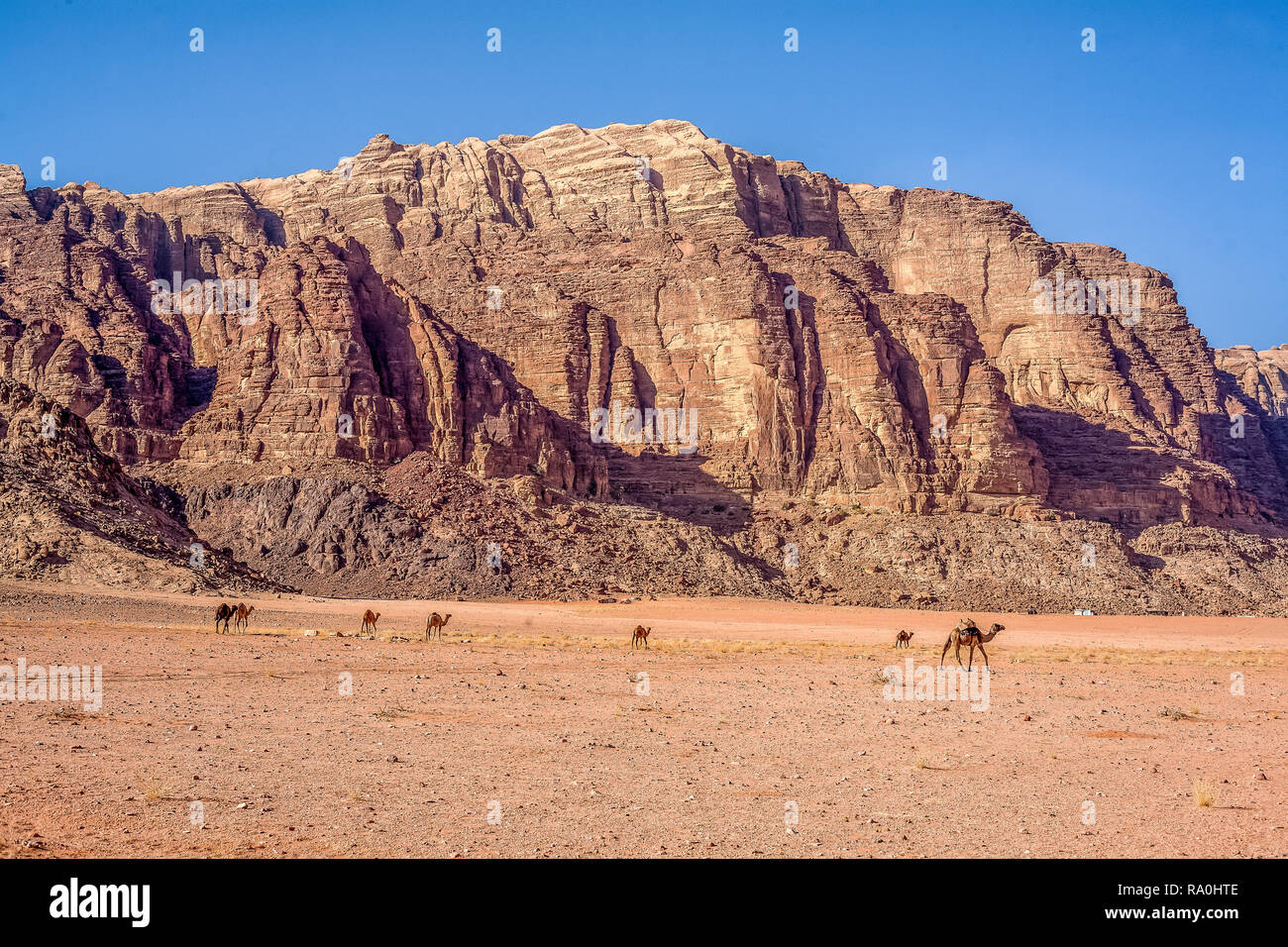 Wadi rum jordan camel hi-res stock photography and images - Alamy