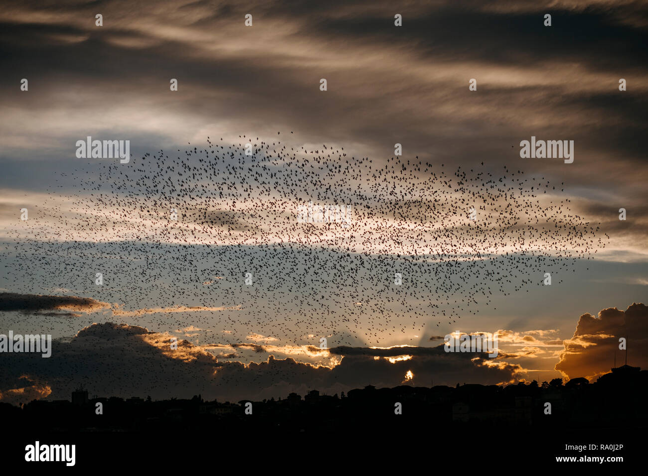 rome sunset flocks of birds Stock Photo
