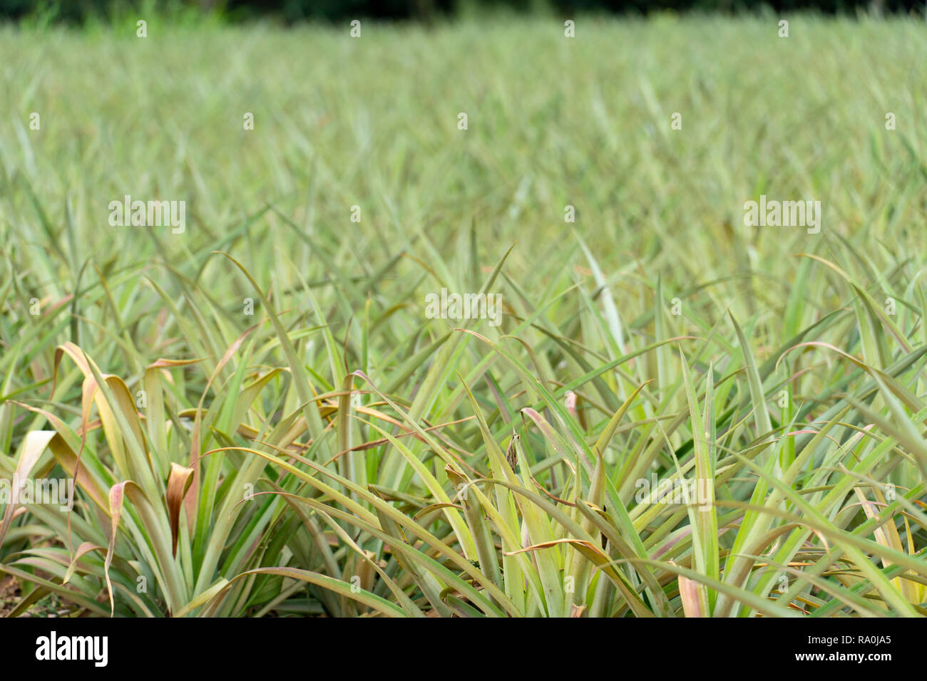Pineapple plantation queensland hires stock photography and images Alamy