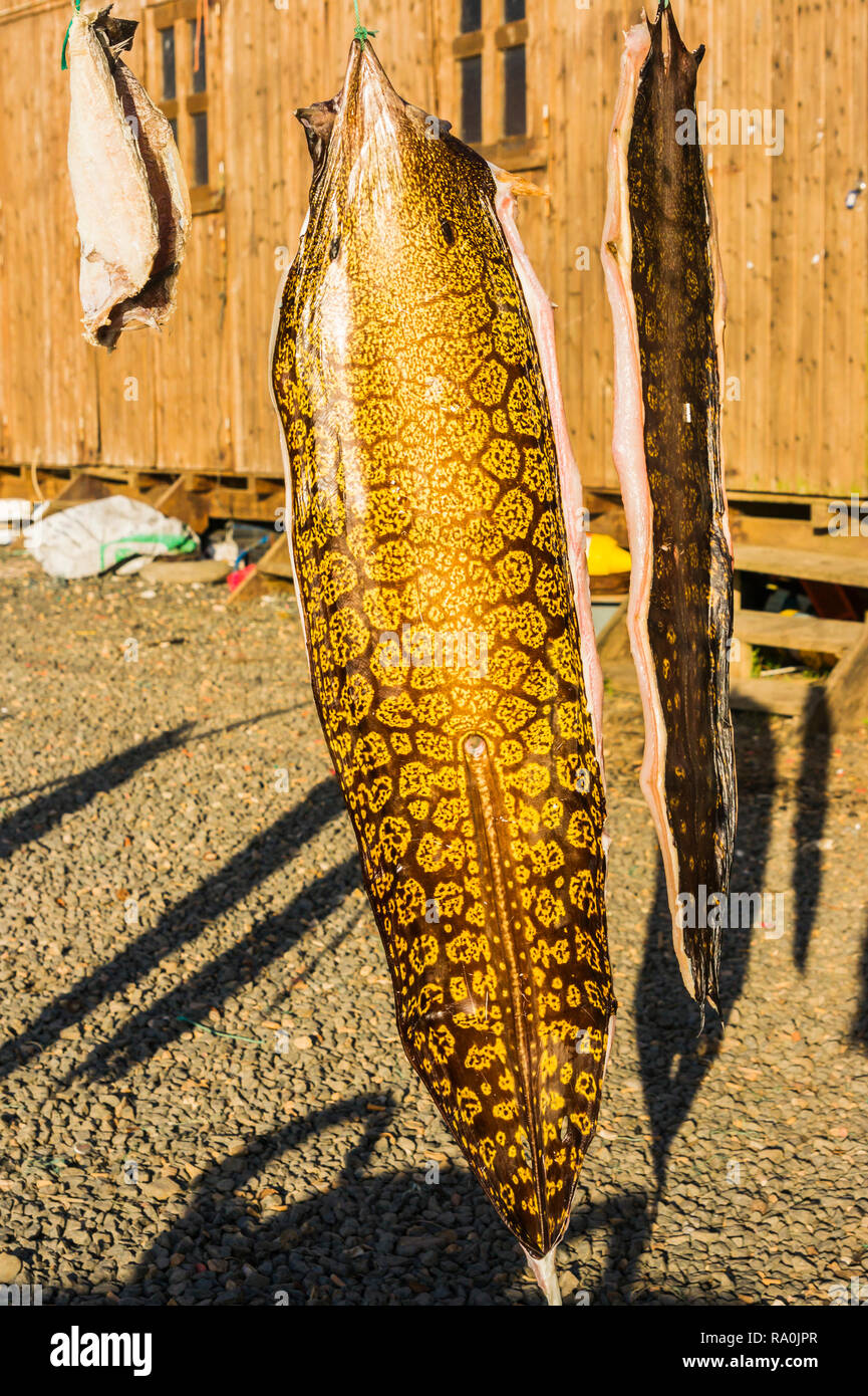 Muraenoidei hires stock photography and images Alamy