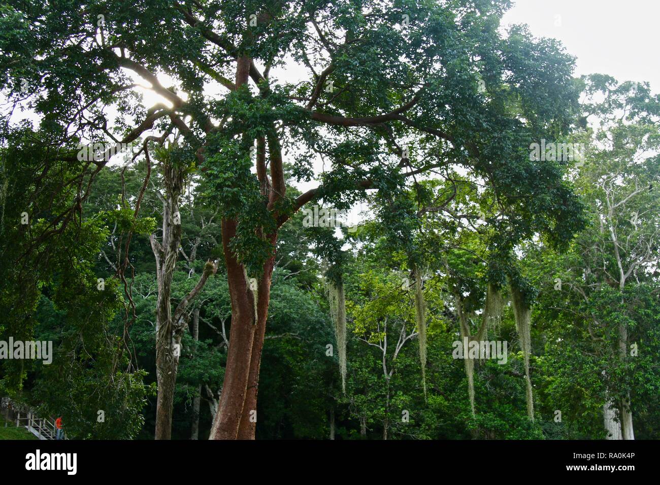 A huge gumbo Limbo tree in the jungle, Maya used it as a natural medicine tree Stock Photo