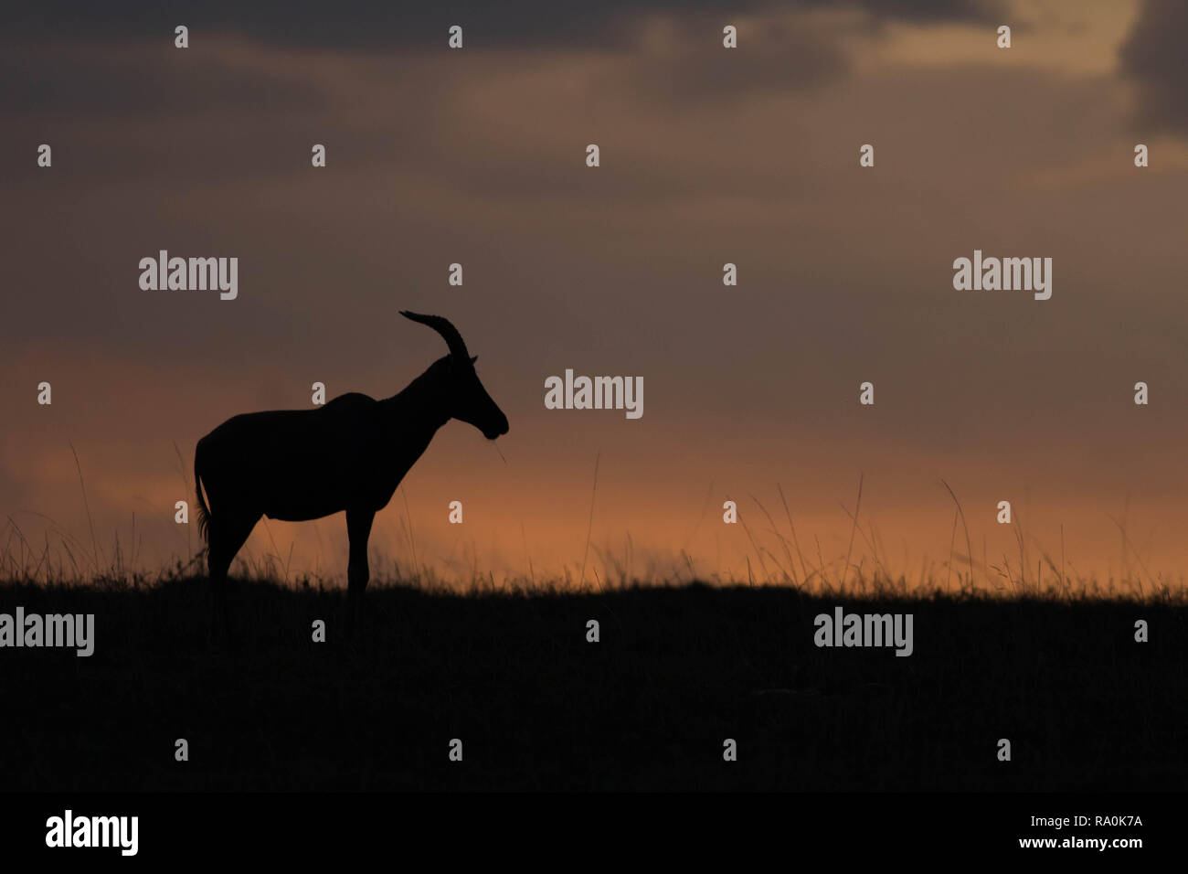 Thomson Gazelle Silhouette at Masai Mara National reserve Stock Photo ...
