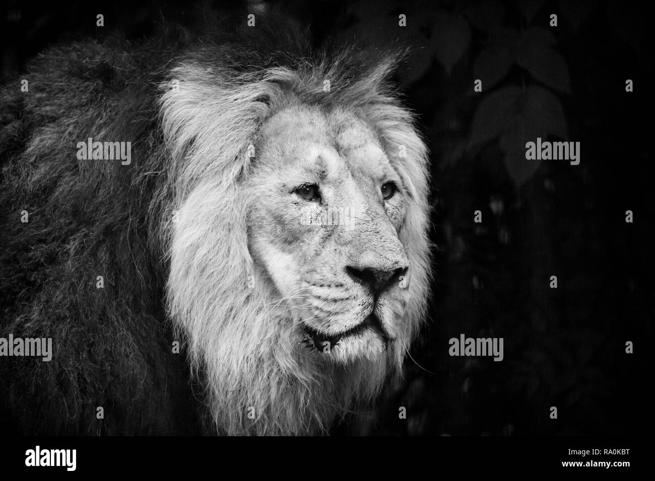 Male lion portrait black and white Stock Photo