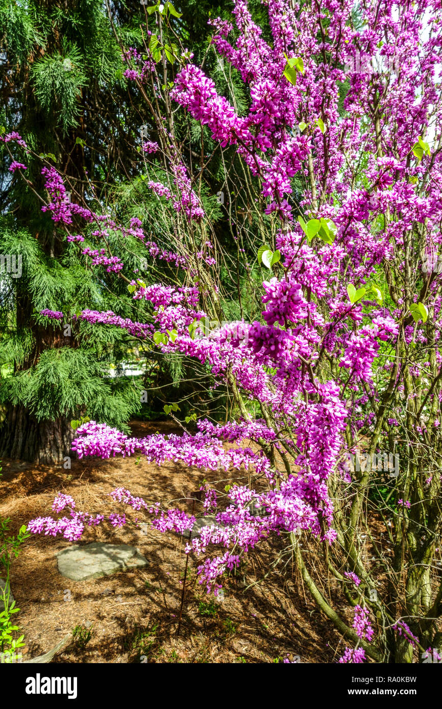 Cercis chinensis ‘avondale hires stock photography and images Alamy