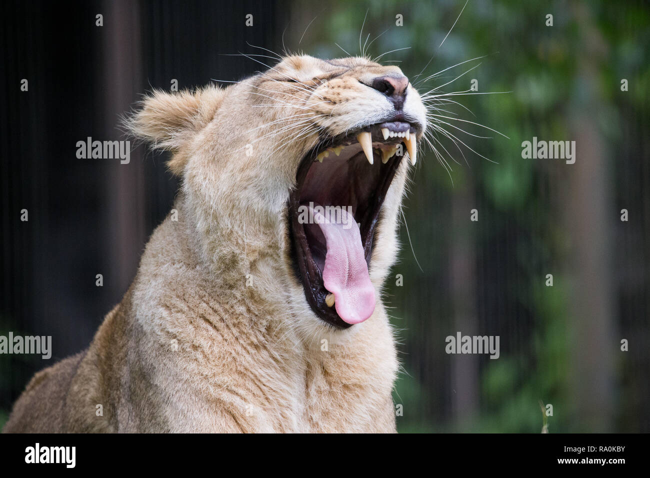 Female lion laying on grass Stock Photo