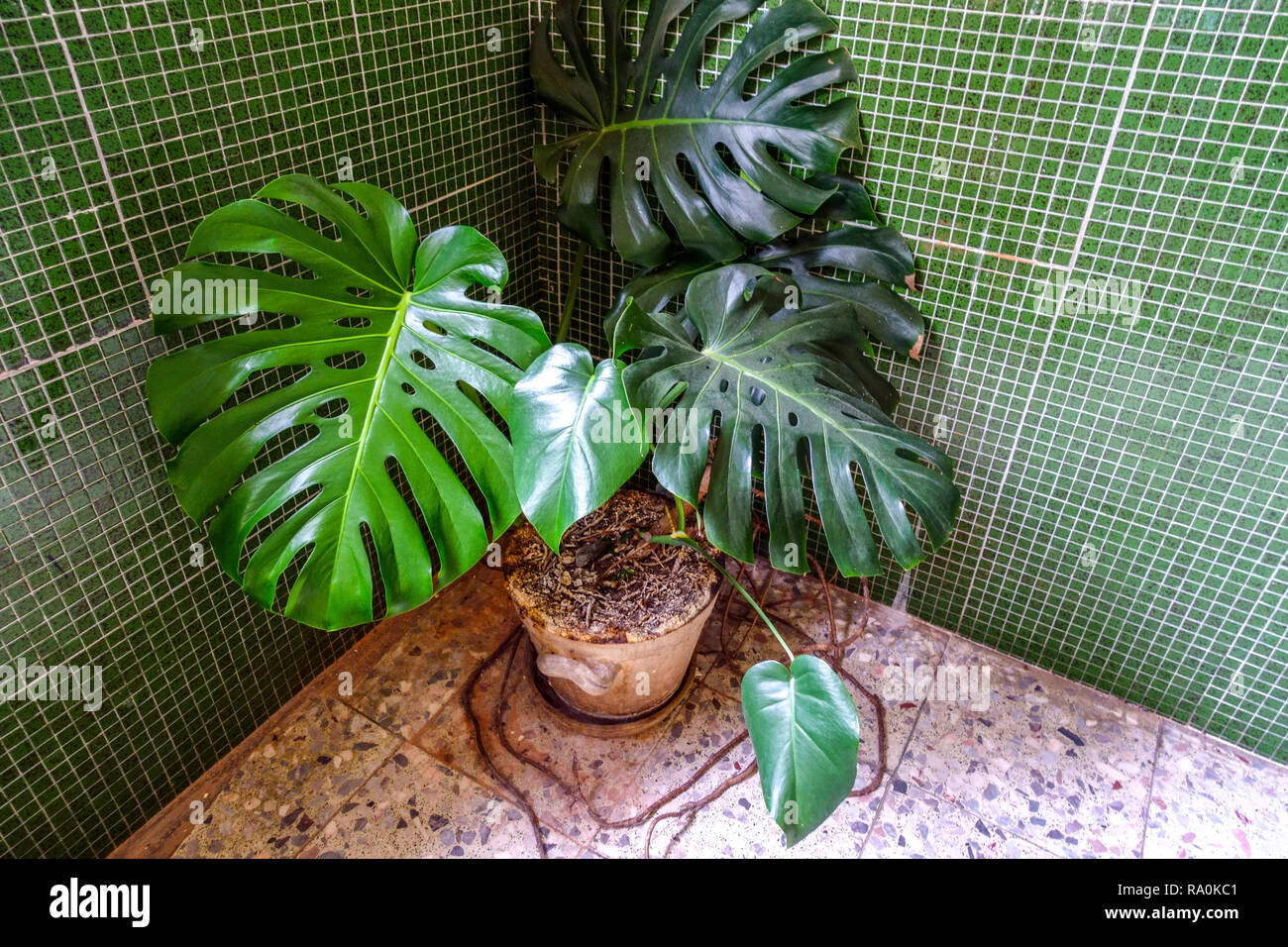 Monstera deliciosa, Philodendron houseplant Swiss cheese plant in pot Philodendron pot Stock Photo