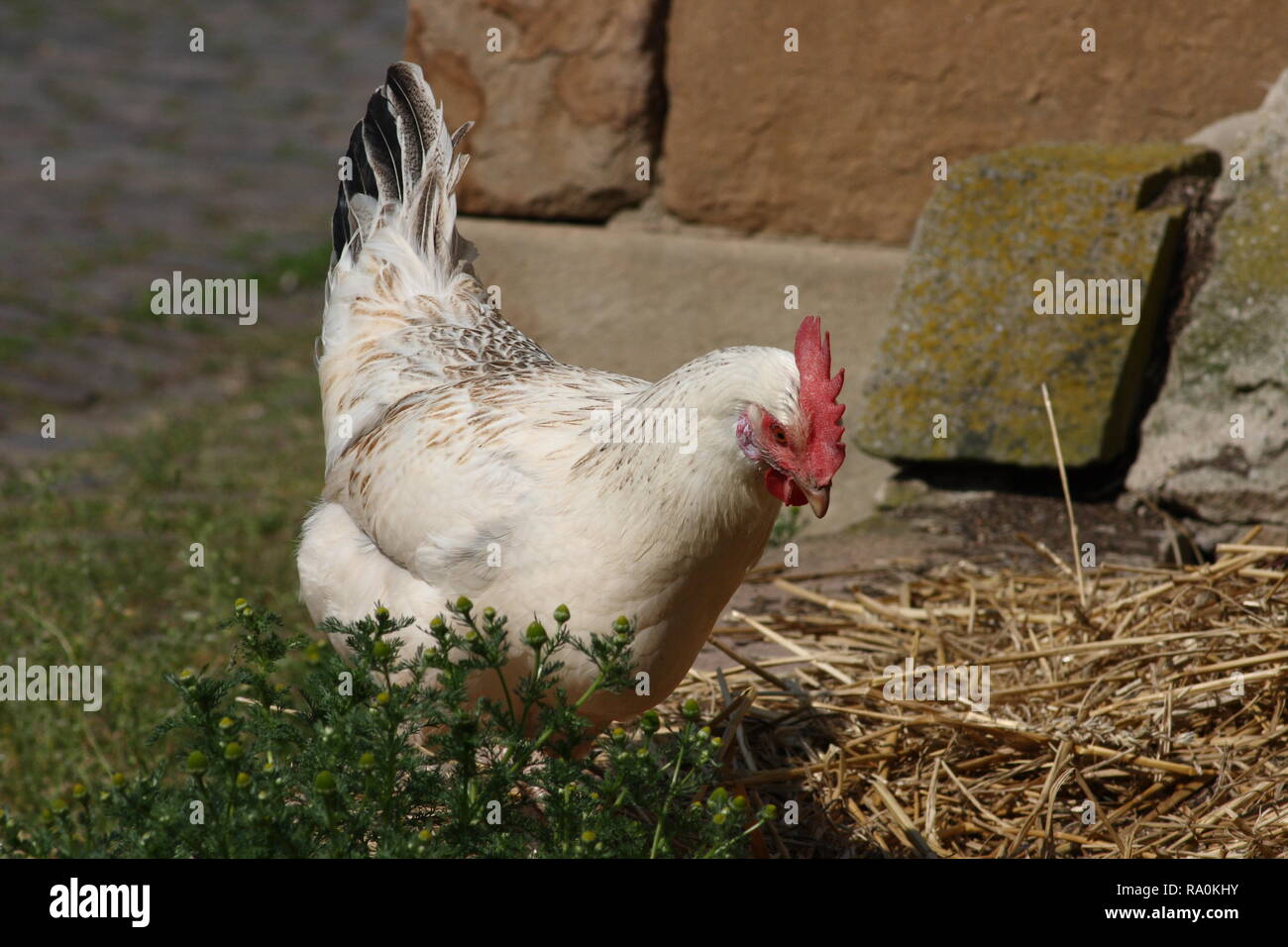 White chicken with red comb and black tail feathers Stock Photo - Alamy