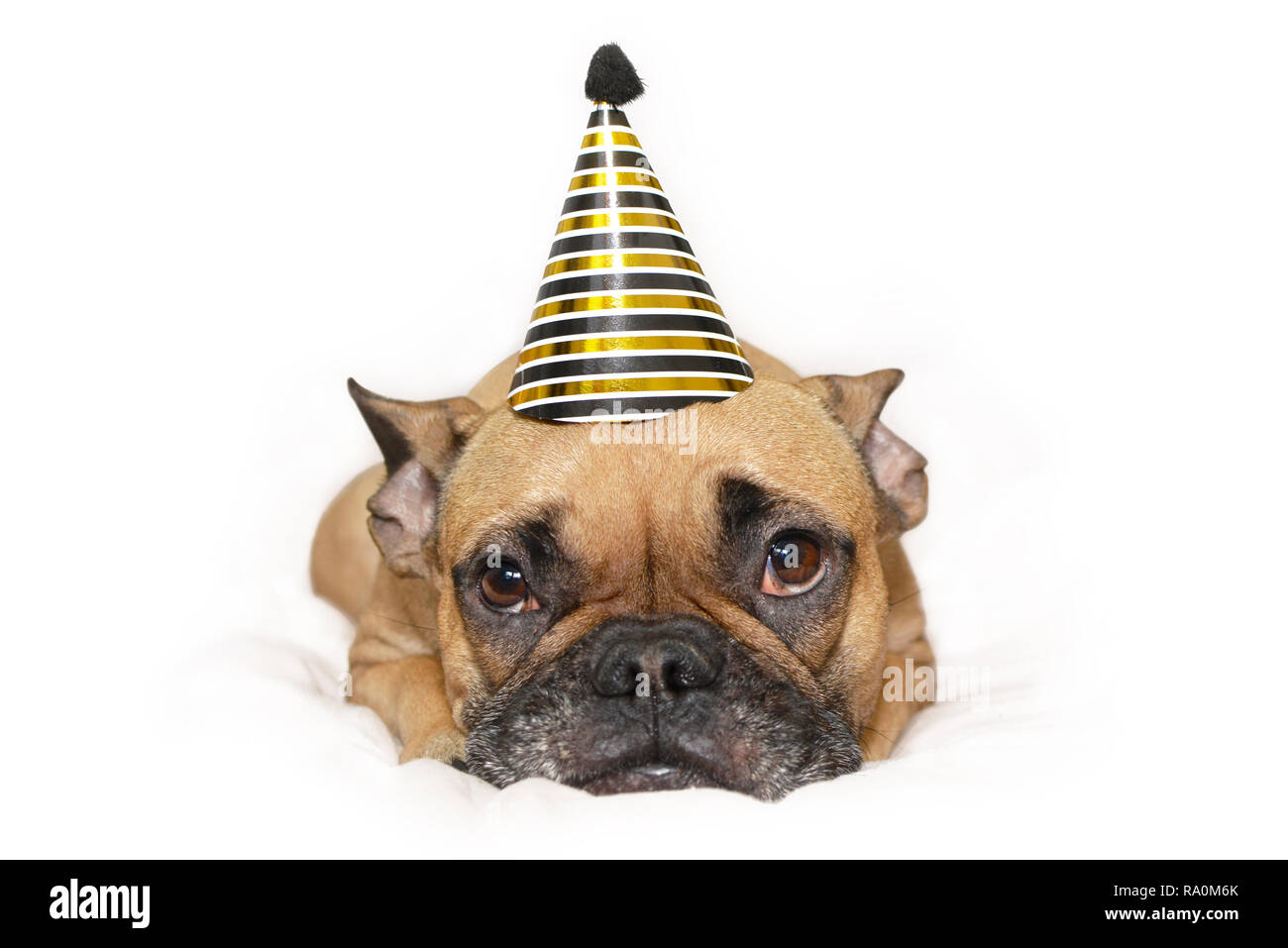 Cute small French Bulldog dog with gold and black new year party hat on head lying on white backgrund Stock Photo