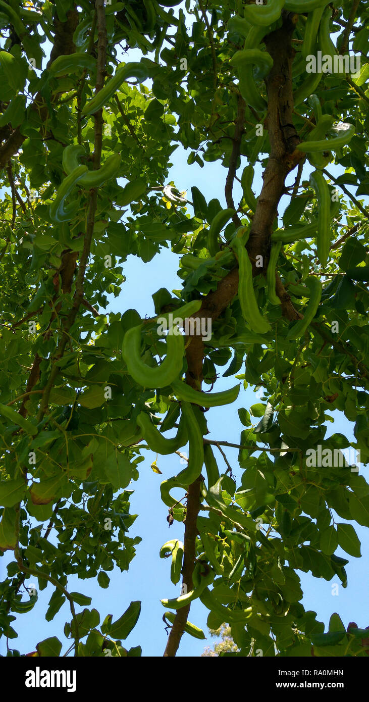 Carob bean tree hires stock photography and images Alamy