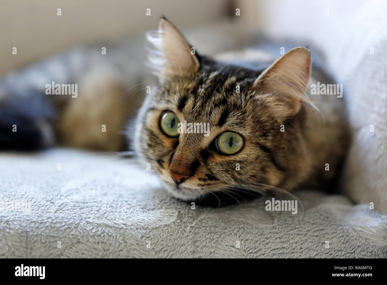 Grey cat sofa hi-res stock photography and images - Alamy