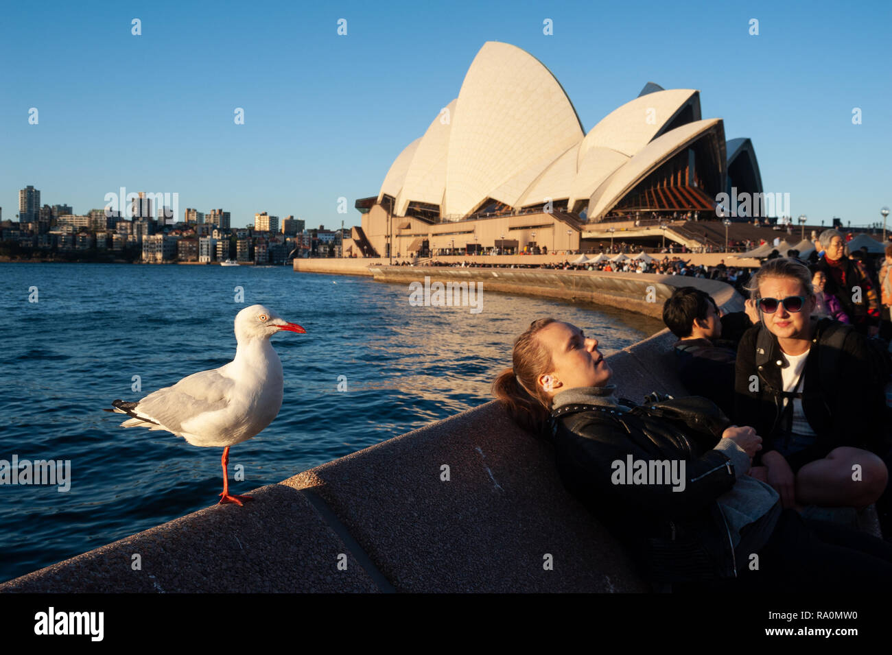 16.09.2018, Sydney, New South Wales, Australien - Menschen geniessen zusammen mit einer Moewe die Abendsonne in einem Strassencafe am Circular Quay, w Stock Photo