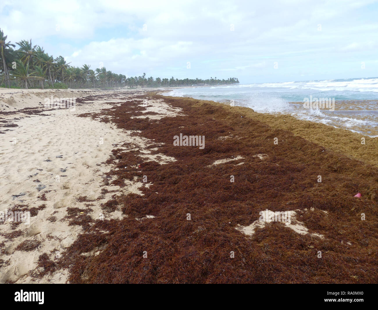 Tener cuidado sofá Sabueso sargazo punta cana 2015 Turista Puno